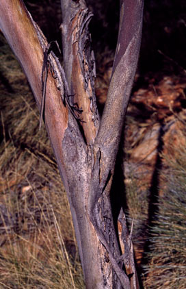 APII jpeg image of Eucalyptus gillenii  © contact APII