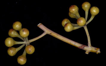 APII jpeg image of Eucalyptus glomerosa  © contact APII