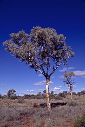 APII jpeg image of Eucalyptus gongylocarpa  © contact APII