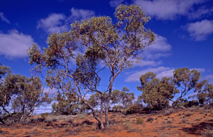 APII jpeg image of Eucalyptus gypsophila  © contact APII