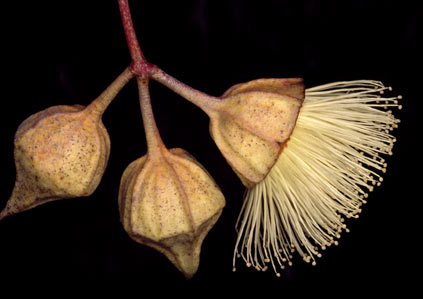 APII jpeg image of Eucalyptus kingsmillii subsp. kingsmillii  © contact APII