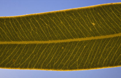 APII jpeg image of Corymbia lenziana  © contact APII