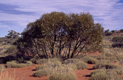 APII jpeg image of Eucalyptus mannensis subsp. mannensis  © contact APII