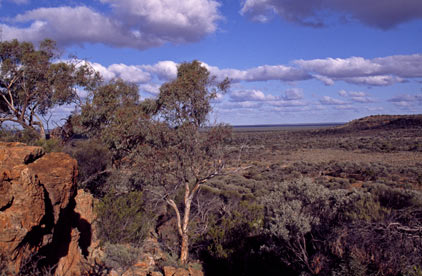 APII jpeg image of Eucalyptus nigrifunda  © contact APII