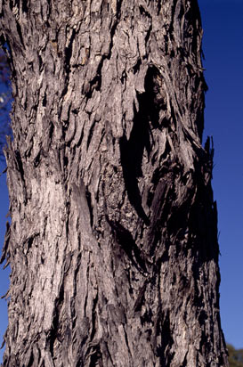 APII jpeg image of Eucalyptus oleosa subsp. oleosa  © contact APII