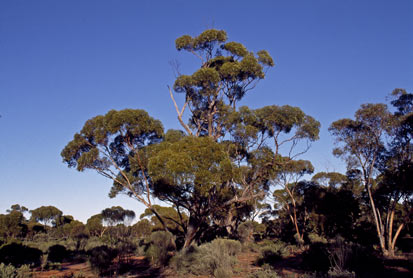 APII jpeg image of Eucalyptus oleosa subsp. oleosa  © contact APII