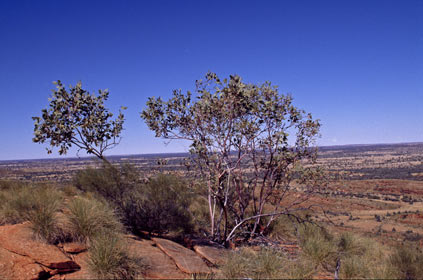 APII jpeg image of Eucalyptus  © contact APII