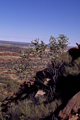 APII jpeg image of Eucalyptus  © contact APII