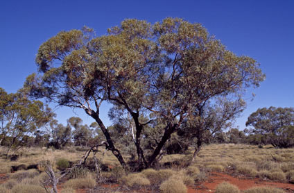 APII jpeg image of Eucalyptus eremicola subsp. peeneri  © contact APII