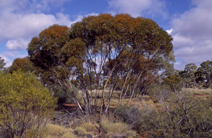 APII jpeg image of Eucalyptus sp. Mulga Rock (K.D.Hill & L.A.S.Johnson KH 2668)  © contact APII