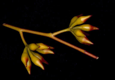 APII jpeg image of Eucalyptus sp. Mulga Rock (K.D.Hill & L.A.S.Johnson KH 2668)  © contact APII