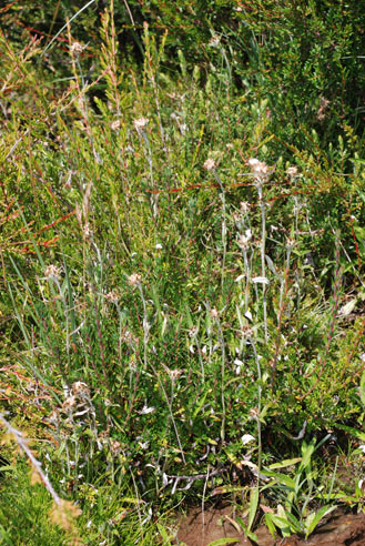 APII jpeg image of Euchiton involucratus  © contact APII