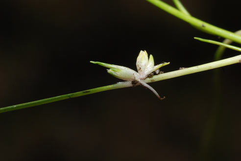 APII jpeg image of Isolepis montivaga  © contact APII