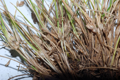 APII jpeg image of Isolepis montivaga  © contact APII