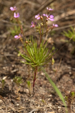 APII jpeg image of Stylidium turbinatum  © contact APII