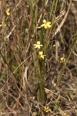 APII jpeg image of Utricularia chrysantha  © contact APII