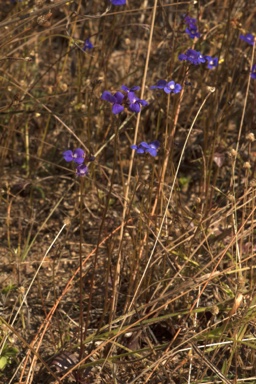 APII jpeg image of Lindernia lobelioides  © contact APII