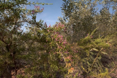 APII jpeg image of Calytrix exstipulata  © contact APII