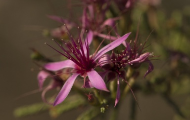 APII jpeg image of Calytrix exstipulata  © contact APII