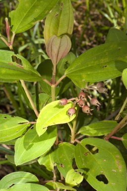 APII jpeg image of Melastoma malabathricum subsp. malabathricum  © contact APII