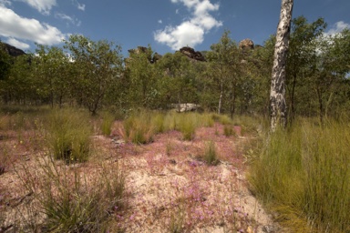 APII jpeg image of Stylidium turbinatum  © contact APII