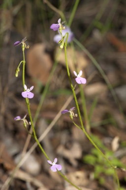 APII jpeg image of Stylidium semipartitum  © contact APII