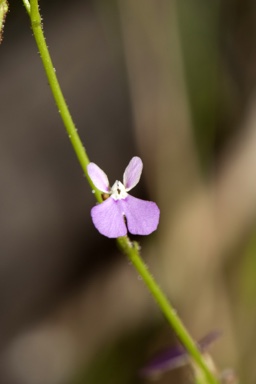 APII jpeg image of Stylidium semipartitum  © contact APII