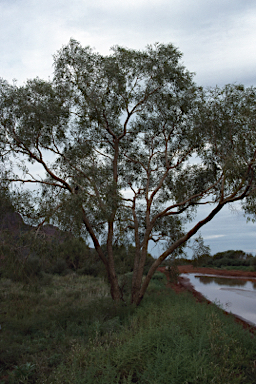 APII jpeg image of Corymbia terminalis  © contact APII