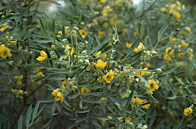 APII jpeg image of Senna artemisioides subsp. zygophylla  © contact APII