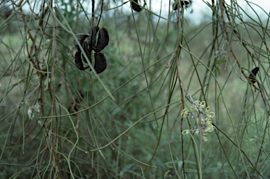 APII jpeg image of Hakea lorea subsp. lorea  © contact APII