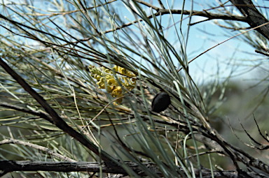 APII jpeg image of Grevillea juncifolia subsp. juncifolia  © contact APII