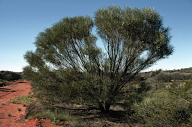 APII jpeg image of Acacia ammobia  © contact APII