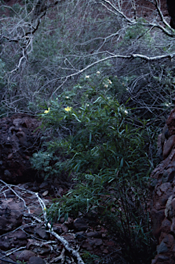 APII jpeg image of Hibbertia glaberrima  © contact APII