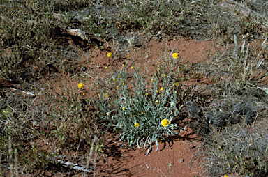 APII jpeg image of Leucochrysum stipitatum  © contact APII