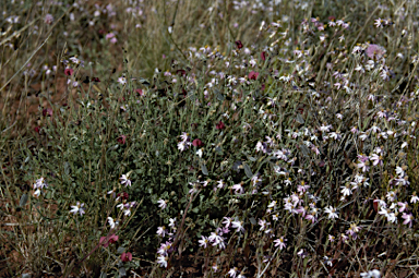 APII jpeg image of Isotropis centralis  © contact APII