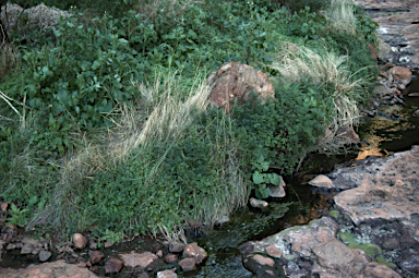 APII jpeg image of Hydrocotyle trachycarpa  © contact APII