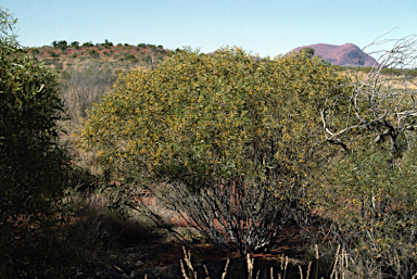 APII jpeg image of Acacia ligulata  © contact APII