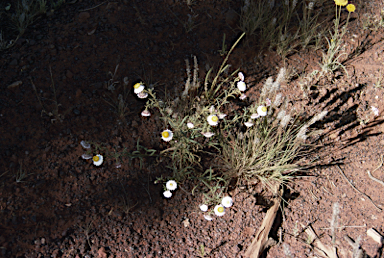 APII jpeg image of Leucochrysum fitzgibbonii  © contact APII