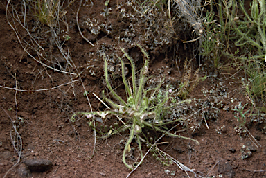 APII jpeg image of Drosera indica  © contact APII