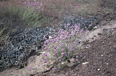 APII jpeg image of Gomphrena canescens subsp. canescens  © contact APII