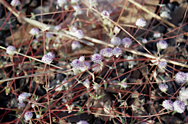 APII jpeg image of Gomphrena floribunda  © contact APII