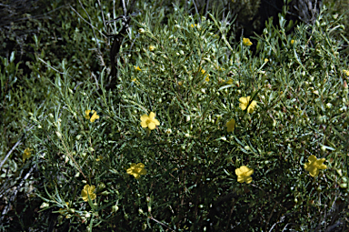 APII jpeg image of Hibbertia glabberima  © contact APII