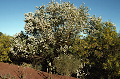 APII jpeg image of Prostanthera striatiflora  © contact APII