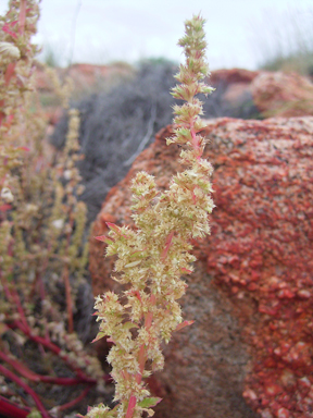 APII jpeg image of Amaranthus undulatus  © contact APII