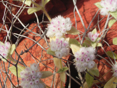 APII jpeg image of Gomphrena cunninghamii  © contact APII