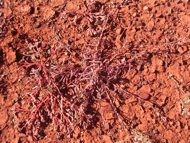 APII jpeg image of Calandrinia ptychosperma  © contact APII