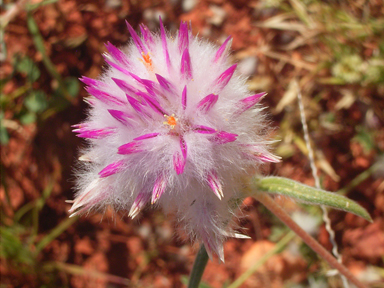 APII jpeg image of Gomphrena affinis subsp. pilbarensis  © contact APII