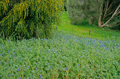 APII jpeg image of Lupinus cosentinii  © contact APII