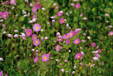 APII jpeg image of Rhodanthe manglesii  © contact APII