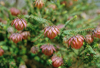 APII jpeg image of Darwinia neildiana  © contact APII